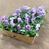 PENSE 8 CM CM MINIBLOM. PINK LAVENDEL