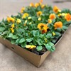 PENSE 8 CM CM MINIBLOM. ORANGE