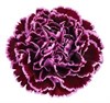 NEJLIKA 2F LILA NOBBIO CROCHET