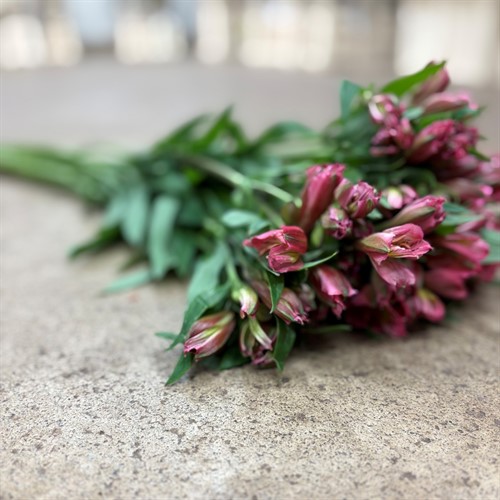Alstromeria