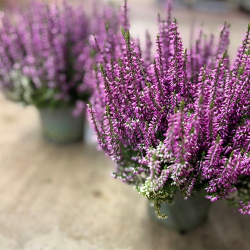 Calluna/Ljung
