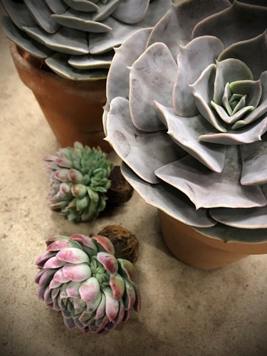 Echeveria