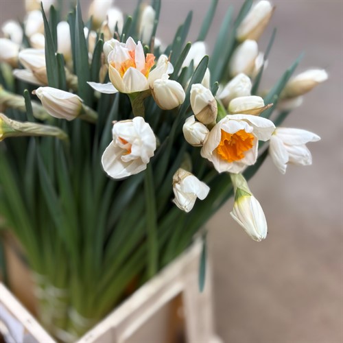 Övriga snittblommor