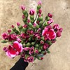 ELEGANCE NEJL.SOLOMIO LILA/CERISE