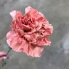 NEJLIKA PETRA LJUSROSA
