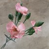 ELEGANCE NEJL. SOLOMIO CAS ROSA