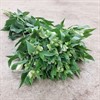 V09 ALSTROMERIA CHARMELIA VIT 1X20