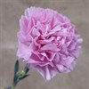 NEJLIKA ROSA DEEP FAITH
