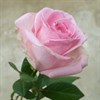 AVALANCHE SORBET ROSA 60 CM