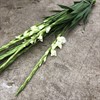 GLADIOLUS VIT