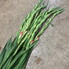 GLADIOLUS KORALLROSA