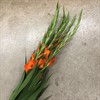 GLADIOLUS ORANGE
