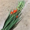 GLADIOLUS ORANGE