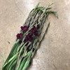 GLADIOLUS MÖRKLILA