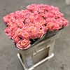 MISS PIGGY APRIKOS/ROSA 60 CM