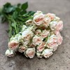 POLYANTHA HOLL JOLENE LJ.ROSA URVAL