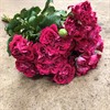 POLYANTHA CERISE