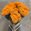 TAGETES ORANGE