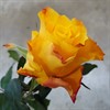 MARIE-CLAIRE LJ.ORANGE  60 CM