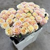 BELLINI APRIKOS/ROSA 60 CM
