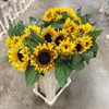 HELIANTHUS ZIGGY 80 CM