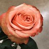 KAHALA BRUN/ROSA 60 CM