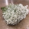 GYPSOPHILA XLENCE 750 GR 1X25