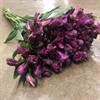 ALSTROMERIA COL.LILA