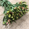 ALSTROMERIA HOLL ROSA TRUE DREAM
