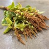AMARANTHUS BRONS HOT BISCUITS