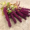 AMARANTHUS RÖD STÅ
