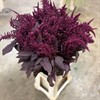 AMARANTHUS VINRÖD CRUEN VELVET