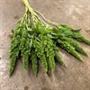 AMARANTHUS STÅ GRÖN