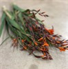 CROCOSMIA EMILE MCKENZIE ORANGE