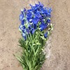 DELPHINIUM 80 CM VOLKEFRIEDEN