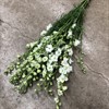 DELPHINIUM AJACIS VIT