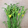 FREESIA GUL ENKEL