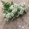 ASTRANTIA VIT MILLION STAR 70 CM