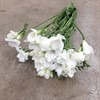 FREESIA VIT ENKEL