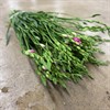 FREESIA ROSA DUBBEL