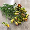 FREESIA ORANGE DUB. CLEMENTINE