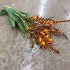 CROCOSMIA ORANGE FIREJUMPER