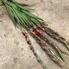 GLADIOLUS RÖD
