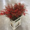 CROCOSMIA LUCIFER