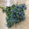 ERYNGIUM AQUARIUS 60 CM