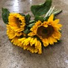 HELIANTHUS VINCENTS TANGY 70 CM