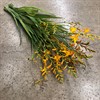 CROCOSMIA GEORGE DAVIDSON