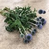 ECHINOPS RITRO BLÅ