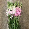 LEJONGAP ROSA LJUS