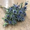 ERYNGIUM BLÅ 50 CM